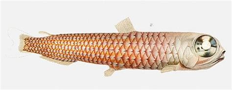Owlfish .